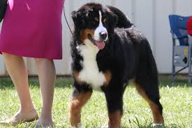 Bernese Mountain Dog Breed Information Bernese Mountain Dog