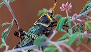 They are just a bad, bad predator. Grasshoppers In The Garden It S Not Necessarily A Plague Hobby Farms