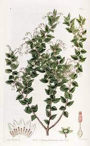 Image result for Hyperacanthus microphyllus