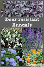 Design a beautiful landscape filled with breathtaking blooms and distinctive foliage, without worrying. Deer Resistant Annuals Colorful Choices For Sun And Shade Deer Resistant Annuals Deer Resistant Garden Summer Flowers Garden