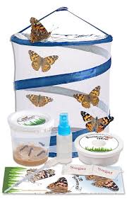 Amazon's choice for butterfly enclosure. Caterpillar To Butterfly Kit Shipped With Live Caterpillars Nature Gift Store