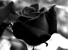 Flowers And Their Symbols We Help All Com Black Rose Flower Black Rose Meaning Black Rose