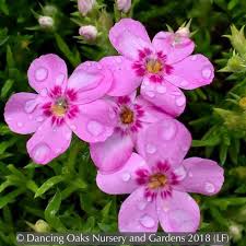 Phlox 'Star of Heaven', Moss Phlox – Dancing Oaks Nursery and Gardens