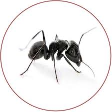 An excellent apple valley pest control service. Pest Control Services Modern Pest Solutions
