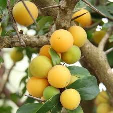 Image result for Dovyalis xanthocarpa