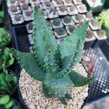 Image result for Aloe aculeata × ortholopha