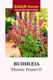 Buddleia Flower Power Sommerflieder Buddleia Bei Baldur Garten In 2020 Buddleia Flower Power Pflanzen Sommerflieder