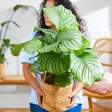Image result for calathea