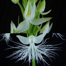 Image result for Habenaria kilimanjari