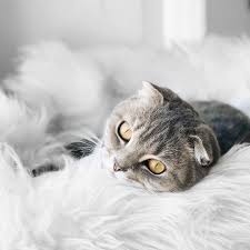 Friday Hach Ich Vergucke Mich Jeden Tag Neu In Mia Wie Kann Man So Suss Sein Bei Mir Gibts Nichts Spannendes Zu Erzahlen Ausser Das Ich Ganz Animals Cats