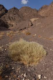 Image result for Aerva javanica