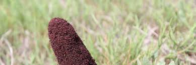 Image result for Phragmanthera eminii