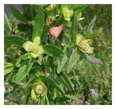 Image result for Enydra fluctuans