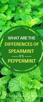 Spearmint vs peppermint which is truly better? 22 Types Of Mint Plants Ideas Mint Plants Types Of Mint Plants Plants