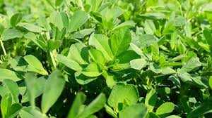 Like many other natural healing substances, alfalfa seeds contain compounds that are believed to have antioxidant properties. 2021 Alfalfa Variety Ratings Now Available The Farm