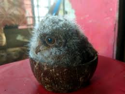 Check spelling or type a new query. Jual Burung Hantu Imut Celepuk Anakan Pengiriman Hanya Dengan Ojek Online Di Lapak Pan Jie Zee Bukalapak