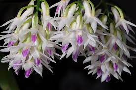 Gorgeous Display Of The Dendrobium Amethystoglossum Orchid Beautiful Orchids Orchids White Flowers