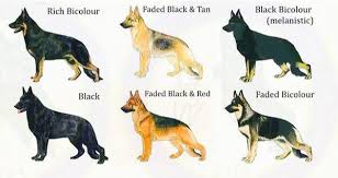 Black And Tan Faded German Shepherd Puppies Login Or Sign Up Melanistic Black And Tan Fade To Black