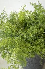 Image result for A. densiflorus Sprengeri