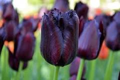 Existe el tulipán negro? - EL BLOG DE LA TABLA