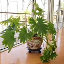 Many plants can be grown hydroponically like this, although you would need to rig up some way to support the plant over the bowl so onl. Lot Art Asian Fish Bowl Planter With Live Elephant Ear Plant