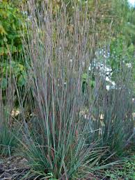 Image result for Schizachyrium brevifolium