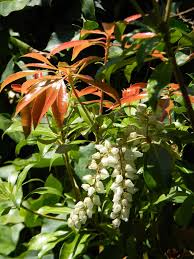 Mountain snow, pieris japonica 'planow', is a c ompact, evergreen shrub with showy, white flowers in the spring. Pieris Japonica Andromeda Japonica Fetterbush Japanese Andromeda Japanese Pieris Lily Of The Valley Bush Pieris North Carolina Extension Gardener Plant Toolbox