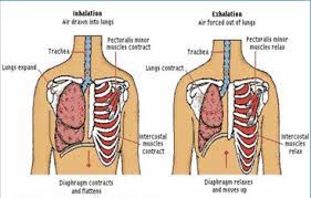 Maybe you would like to learn more about one of these? Pernapasan Dada Dan Perut Pengertian Sisitem Mekanismenya