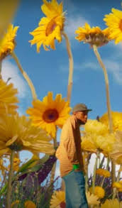 Pin By Lightingball On Oop Tyler The Creator Wallpaper Tyler The Creator Flower Boys