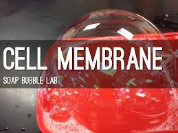 Cell Membrane Bubble Lab A Haiku Deck By Jeremy Conn Cell Membrane Teaching Cells Cell Membrane Activity