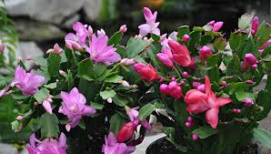 In this post, we will discuss cacti flowers, how long cacti flowers last, how to make cacti bloom, how to care for a flowering cactus and much more. Heirloom Christmas Cactus Gardeners Com