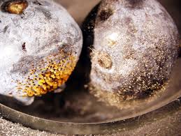 Image result for Cincinnobotrys