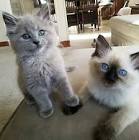 Traditional vs Mink - Oceaneyes Ragdolls