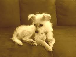 6 month old white chihuahua for sale ashdaton2000. Wire Haired Jack Russell Terrier Chihuahua Mix Pets Lovers