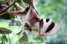 A captive breeding program has increased this number to many thousand bats. Leucistic Baby Megabat Grey Headed Lost Mum Flying Fox Fruit Bat Batty