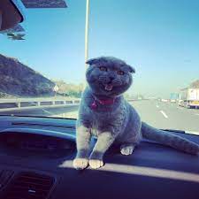 ne gezenti bir ailesiniz ya yollarda telef oldum bi evde otursanizahele su tirlar ne urkutucu cat lovers cat breeds beautiful cats