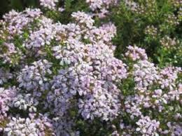 Image result for Agathisanthemum