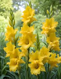Image result for Gladiolus virgineus