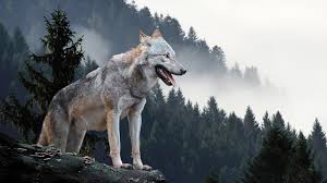 Image result for wolf