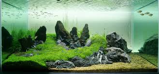 Kamu bisa menemukan penjual aquarium mini lengkap dari. Aquatic Eden Aquascaping Aquarium Blog Total Update