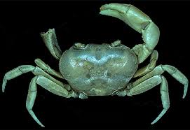 Image result for Burttia prunoides