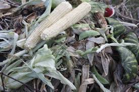 Just 35 minutes in the oven and you have perfect corn on the cob! Can Corn Cobs Go In Compost Effectively Composting Corn Husks And Cobs