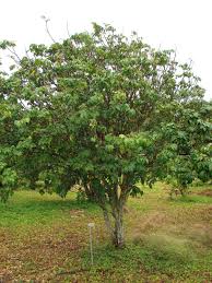 Image result for Clausena lansium