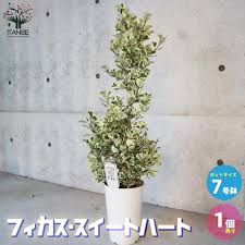 フィカス スイート ハート 育て 方