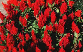Red Flamingo Celosia Flower Seeds Kimono Annual 30 By Youmakemesmileseeds On Etsy Flower Seeds Celosia Flower Red Flamingo