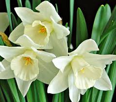 Narcissus Wedding Bell