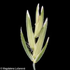 Image result for Poa leptoclada