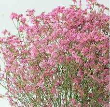 2 Bunches Of Dried Crystal Grass Flowers Dried Flower Arrangements Caspia Limonium Grass Flower Dried Flowers Dried Flower Arrangements
