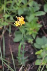 Image result for Sisyranthus imberbis