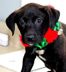 See more ideas about southbury, connecticut, east coast travel. Pictures Of Ellabelle A Labrador Retriever For Adoption In Southbury Ct Who Needs A Loving Home Labrador Retriever Dog Adoption Cat Adoption